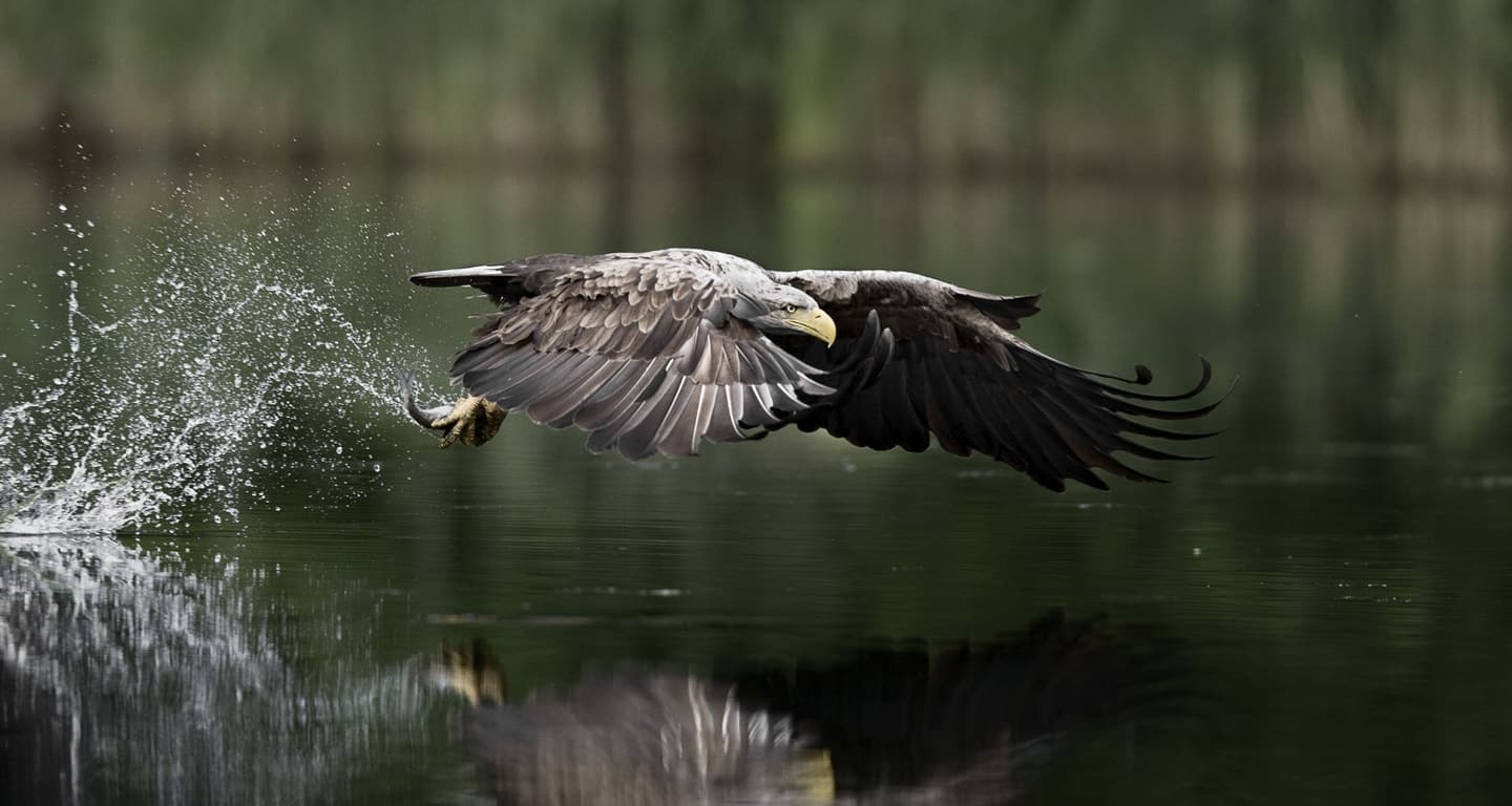 Seeadler Flug