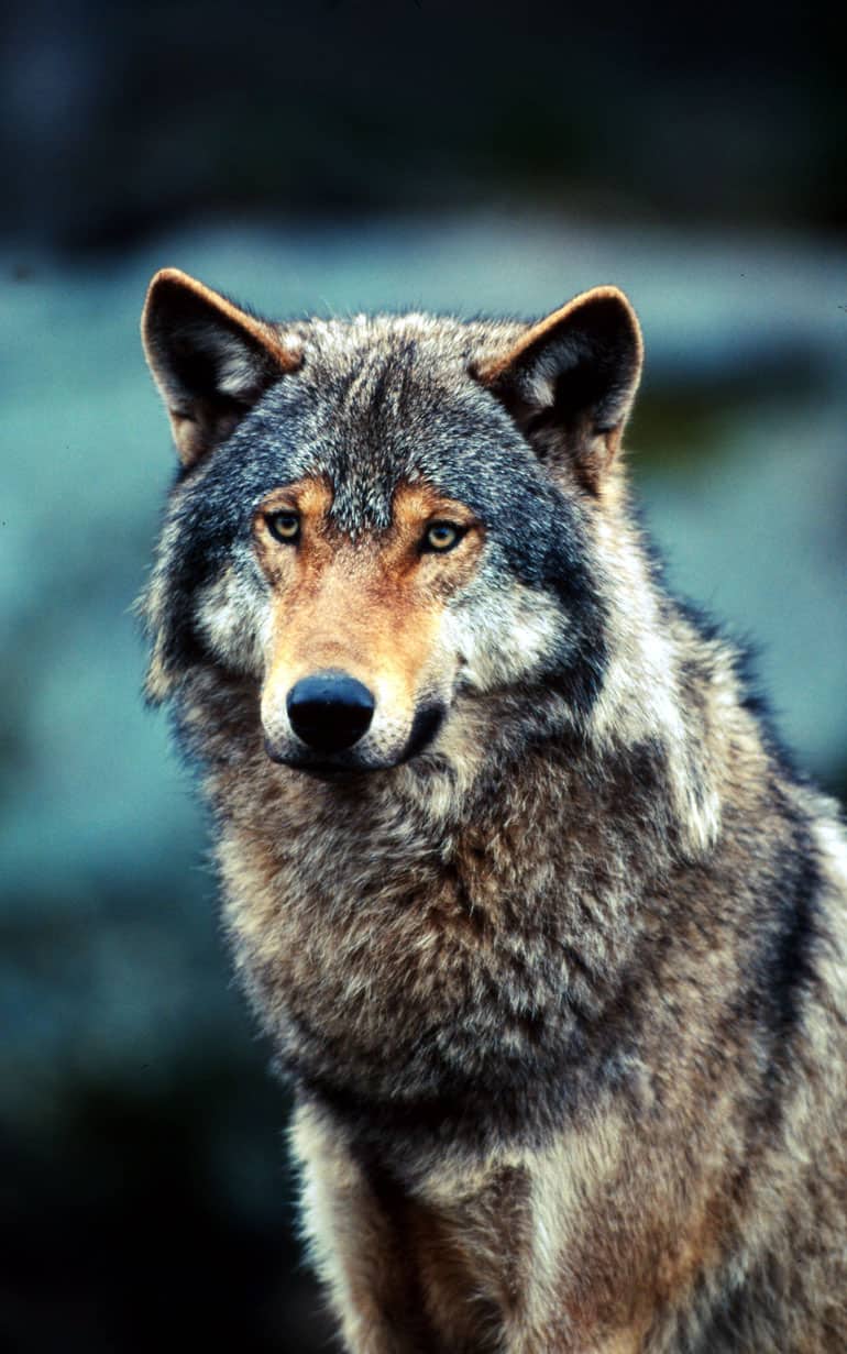eurasischer Wolf Deutschland