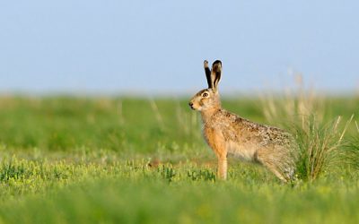VCÖ und WWF: Mehr als 17.000 Hasen pro Jahr Opfer des Straßenverkehrs