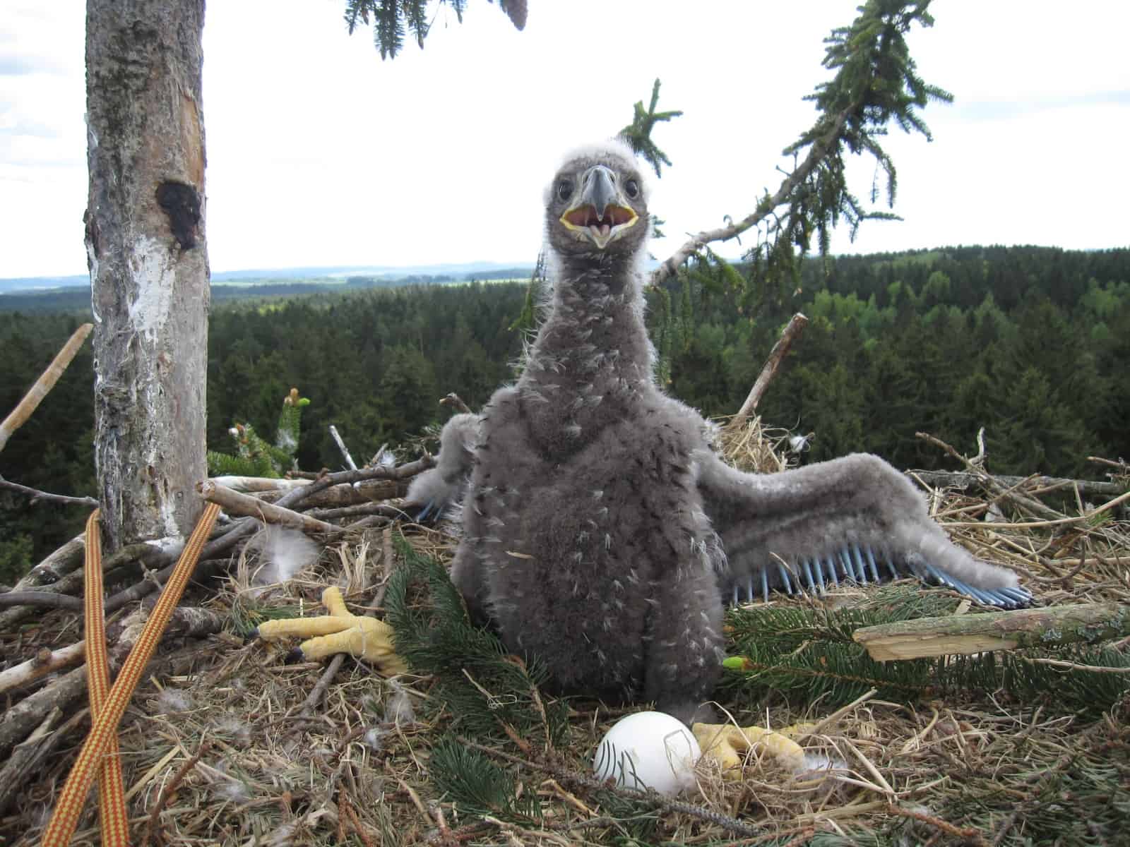 Seeadler Beringung Allensteig