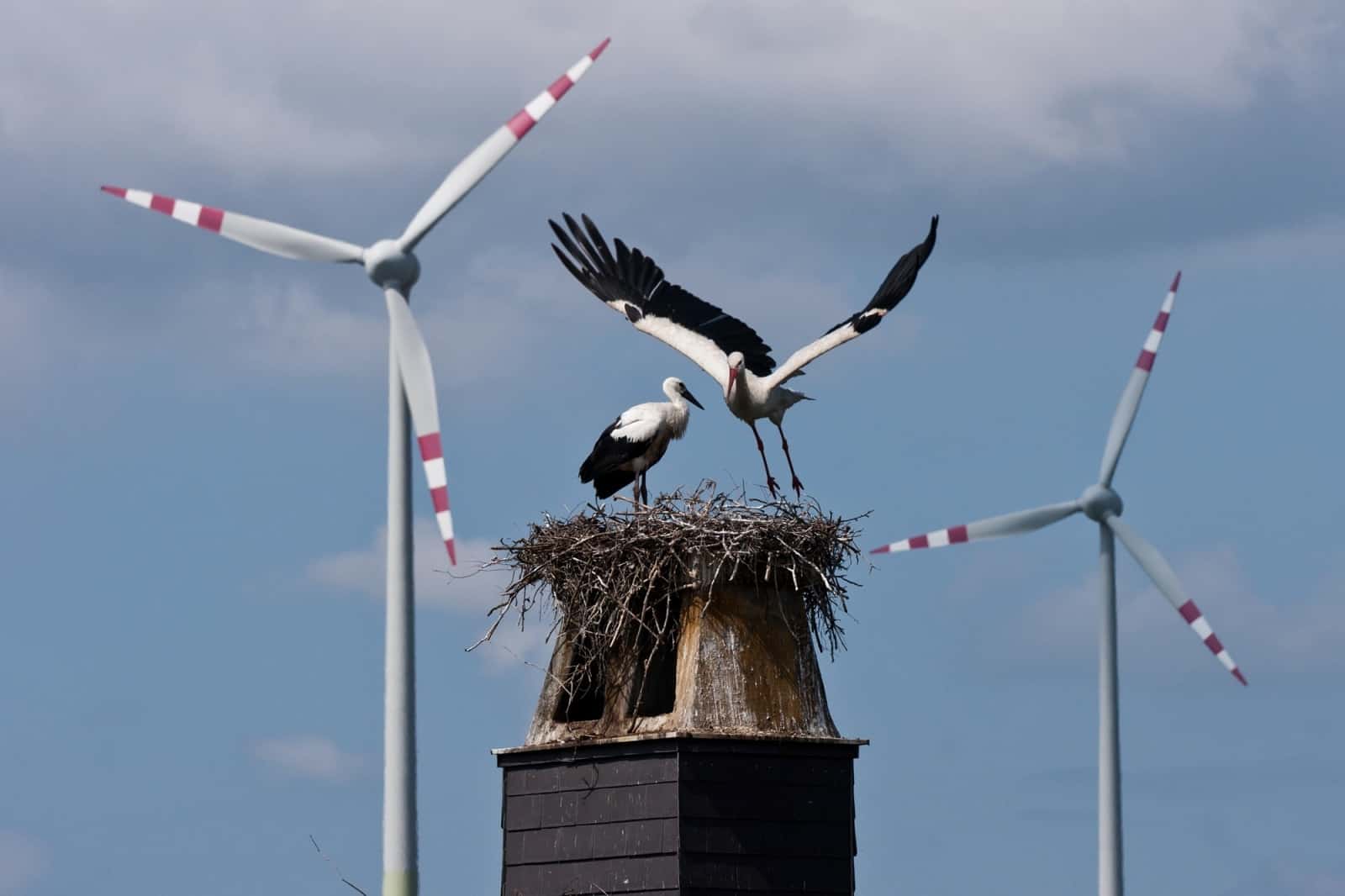 Windkraft im Burgenland