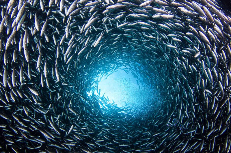 Fischschwarm, Galapagos Inseln