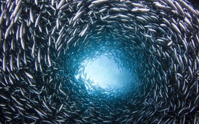 WWF: Heute geht Österreich der Fisch aus