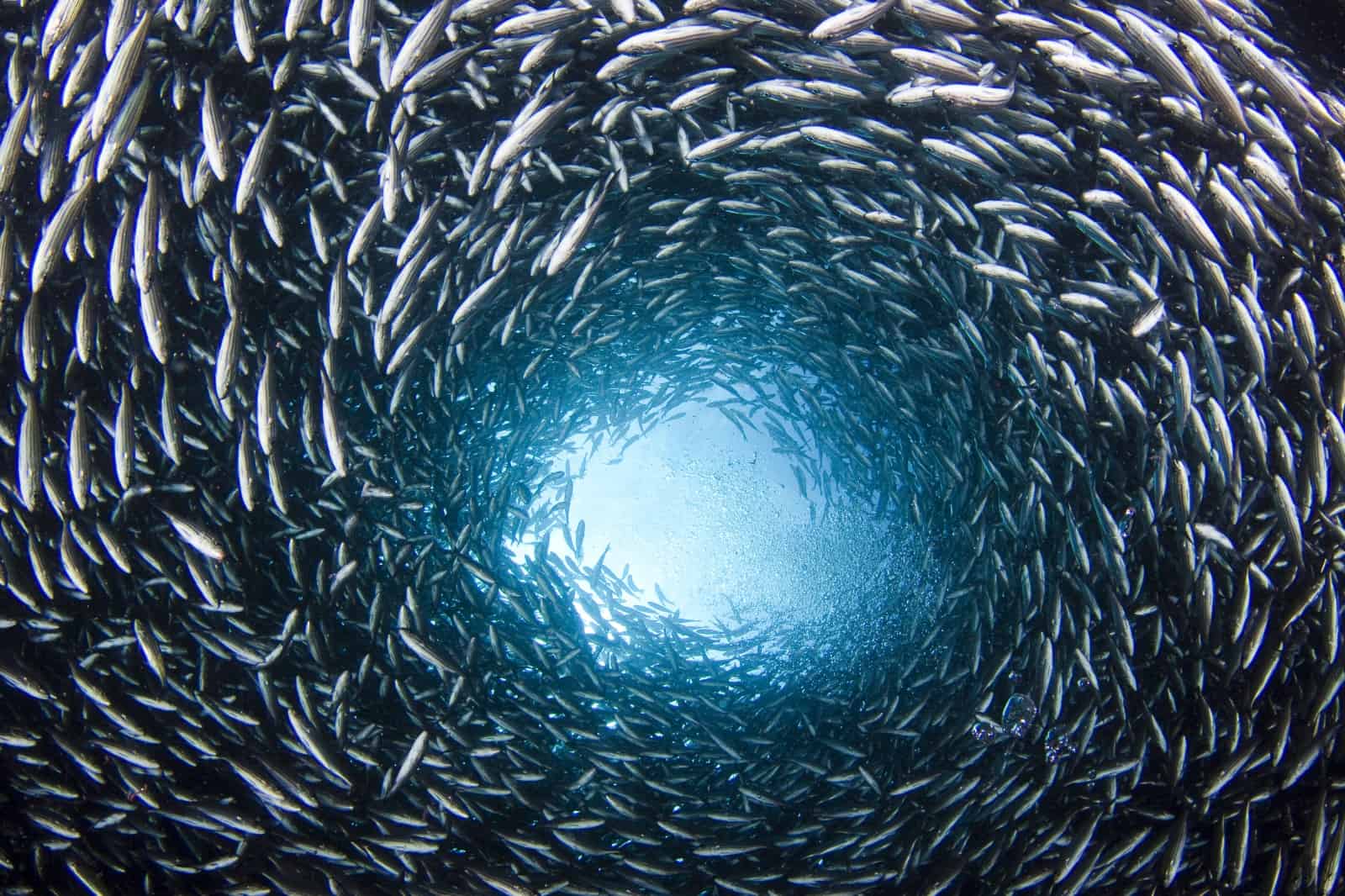 Fischschwarm