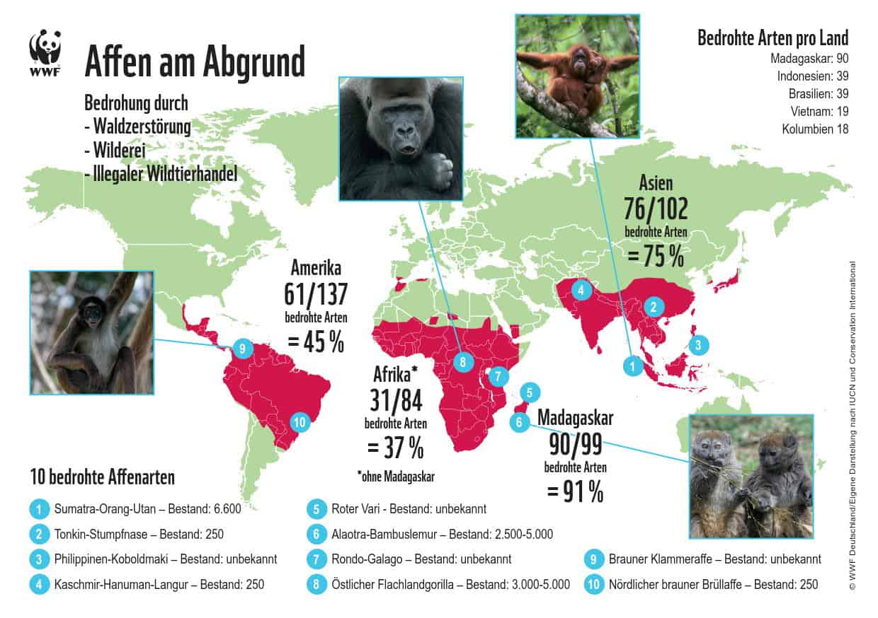 Affen am Abgrund, © by WWF Affen am Abgrund, © by WWF