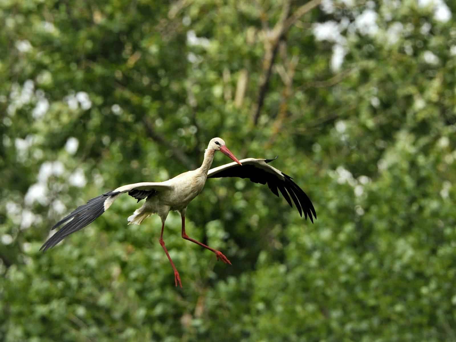 Weißstorch im Anflug auf die Kolonie Marchegg