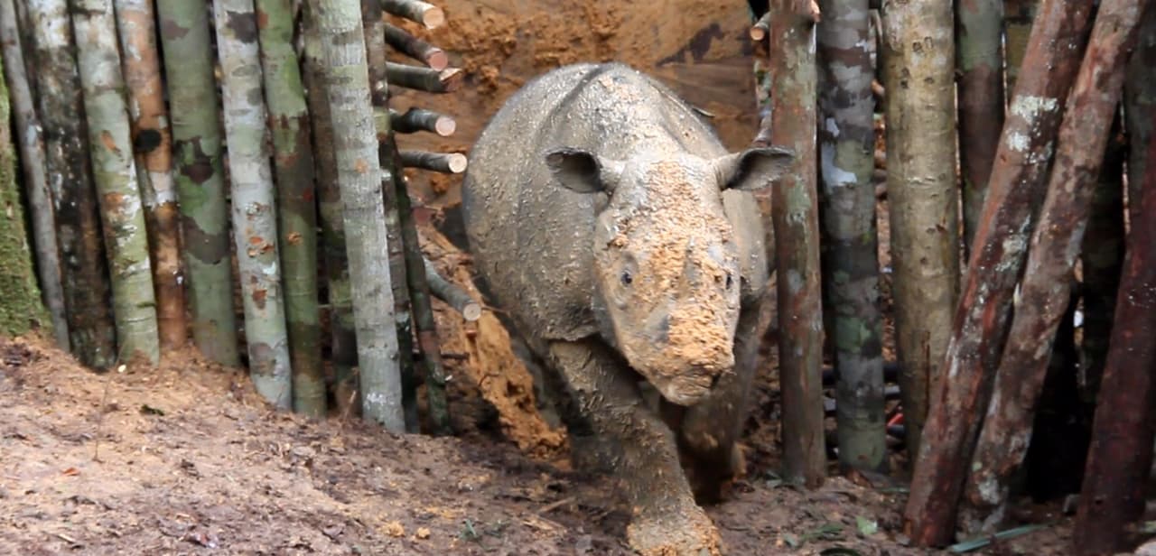 Sumatra Nashorn