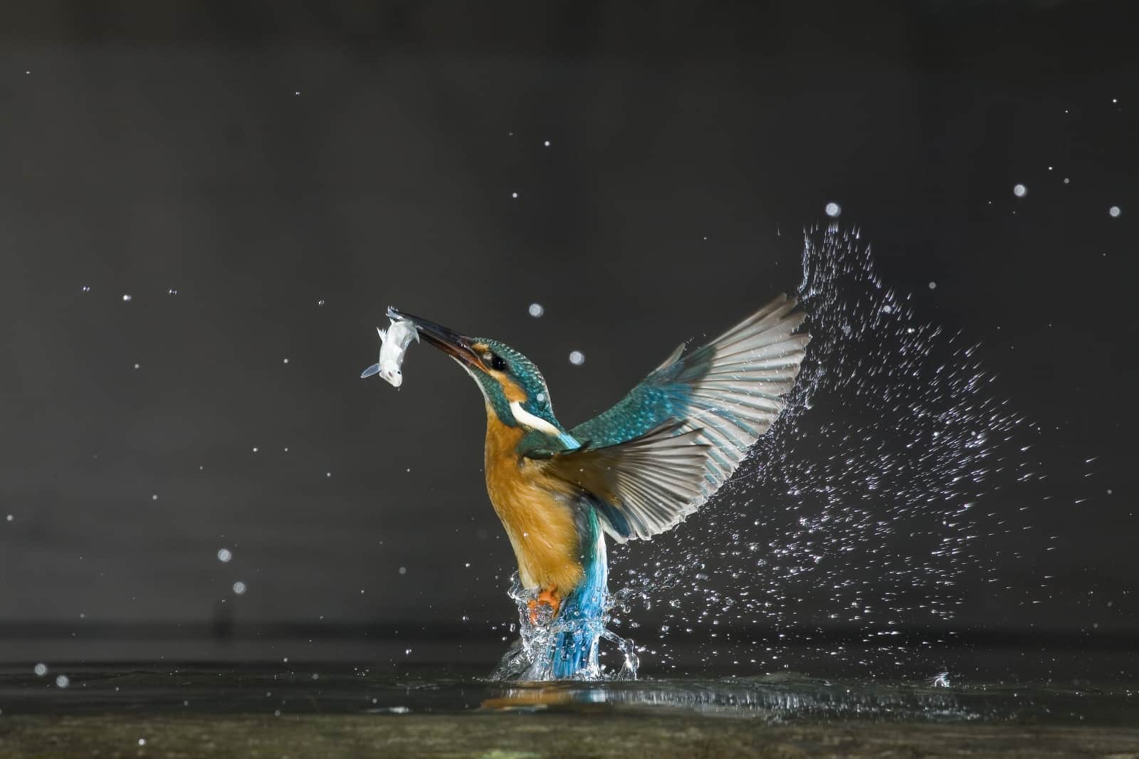 Eisvogel fängt Fisch, © by Wild Wonders of Europe / Laszlo Novak / WWF Eisvogel fängt Fisch, © by Wild Wonders of Europe / Laszlo Novak / WWF