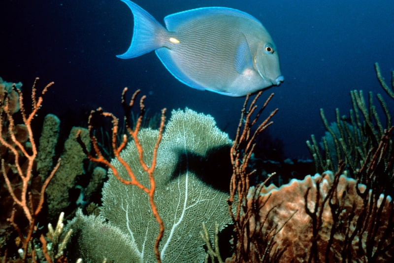 Blue Tang