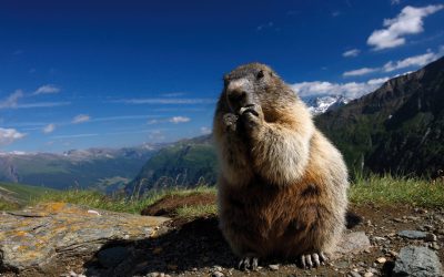 WWF: Österreichs Vorsitz in der Alpenkonvention blieb weit unter den Erwartungen
