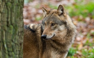 Schutzstatus Wolf: WWF kritisiert geplante Abschwächung als “kontraproduktiv und gefährlich”