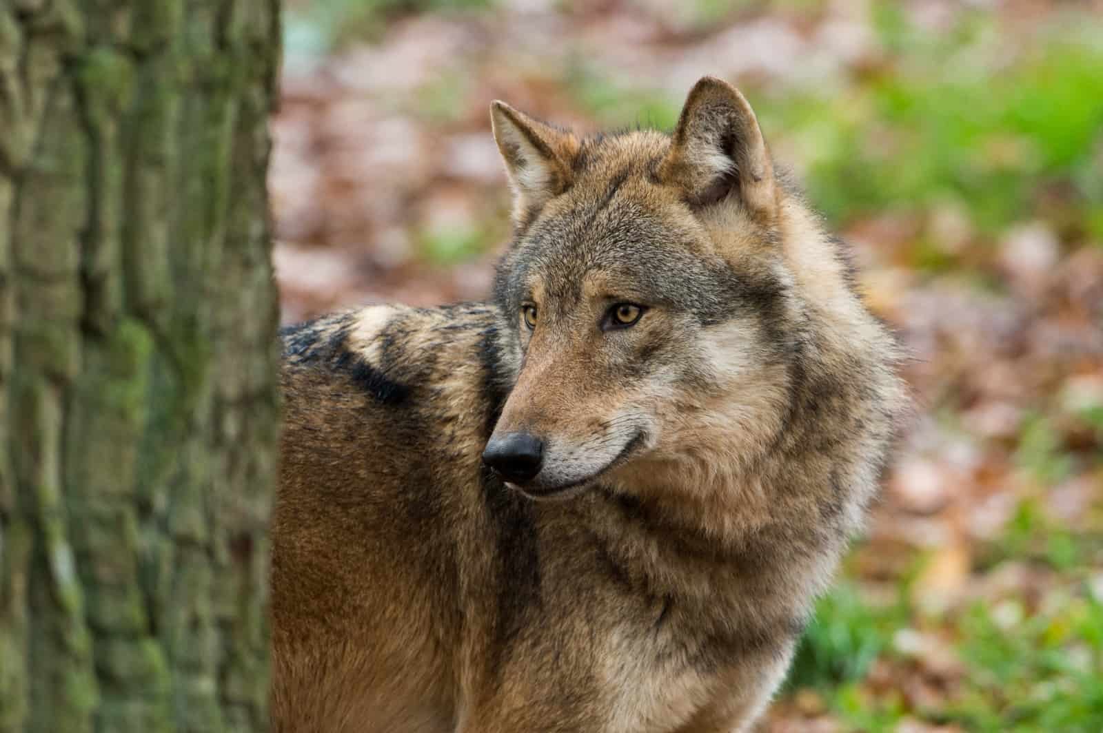 Wolf im Halbprofil