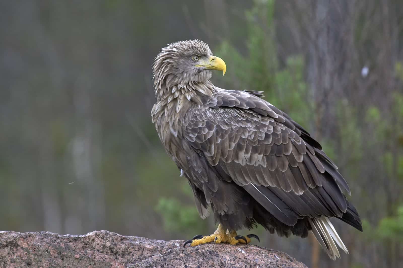 Seeadler (c) Jari Peltomäki Birdphoto.fi