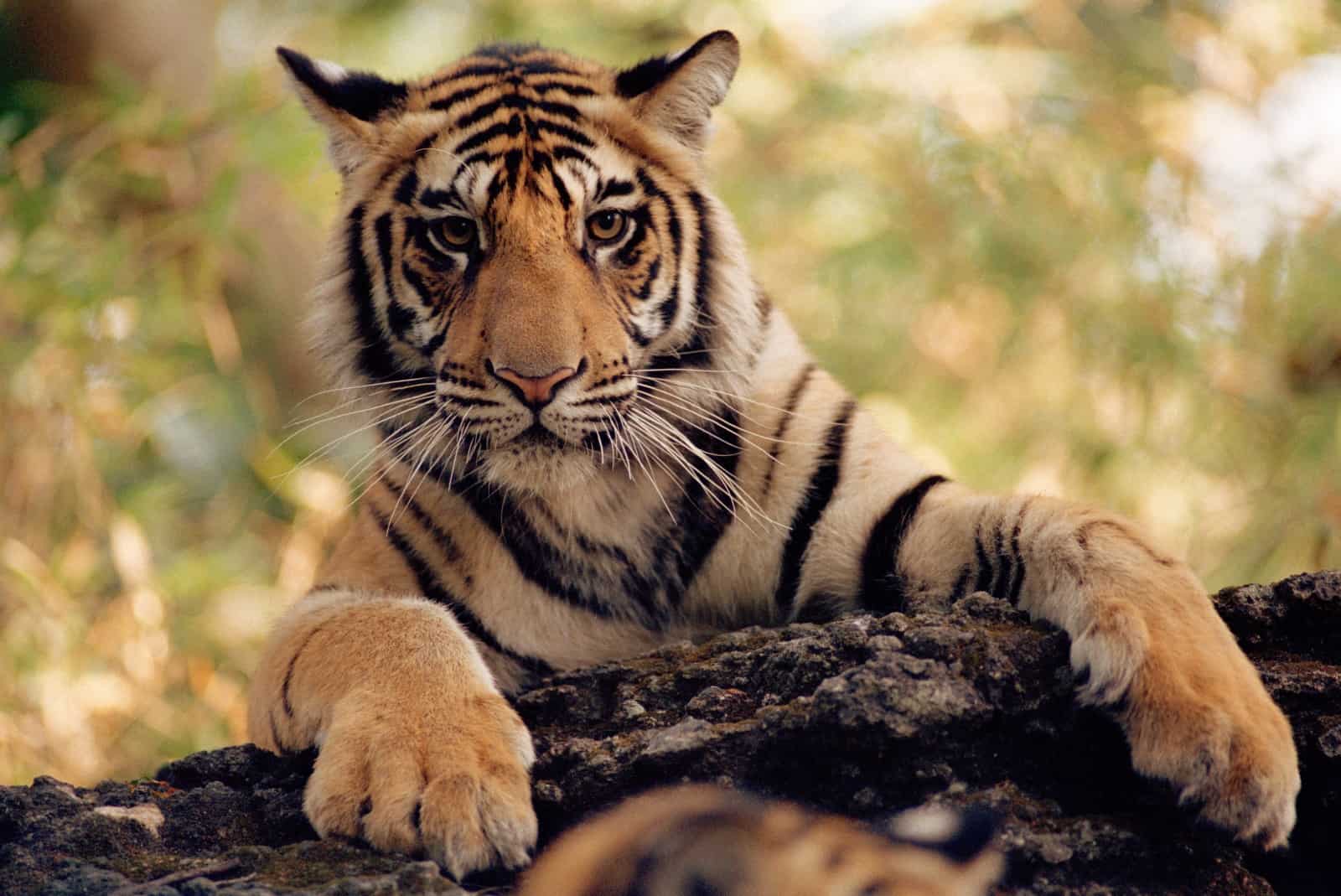 Tiger in Indien