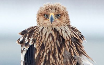 Kaiseradler im leichten Aufwind