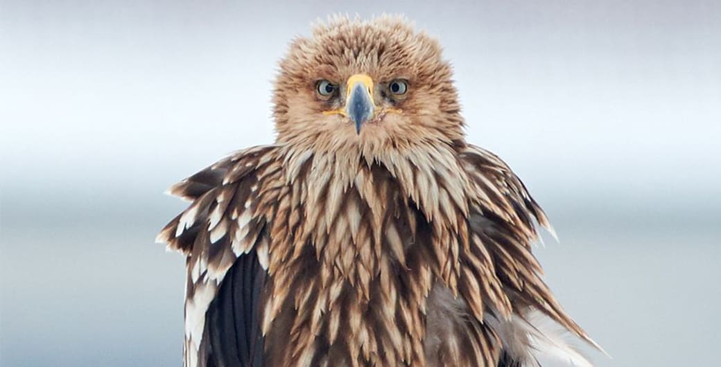 Kaiseradler