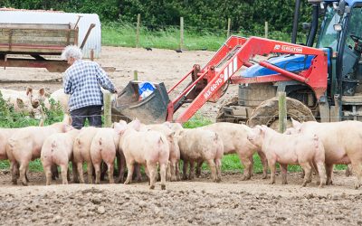 Osterjause ohne schlechtes Gewissen. WWF mahnt zu mehr Achtsamkeit beim Osterschinken