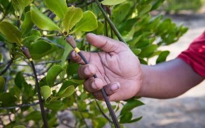WWF: Investitionen in die Natur im Kampf gegen Klimakrise zahlen sich aus
