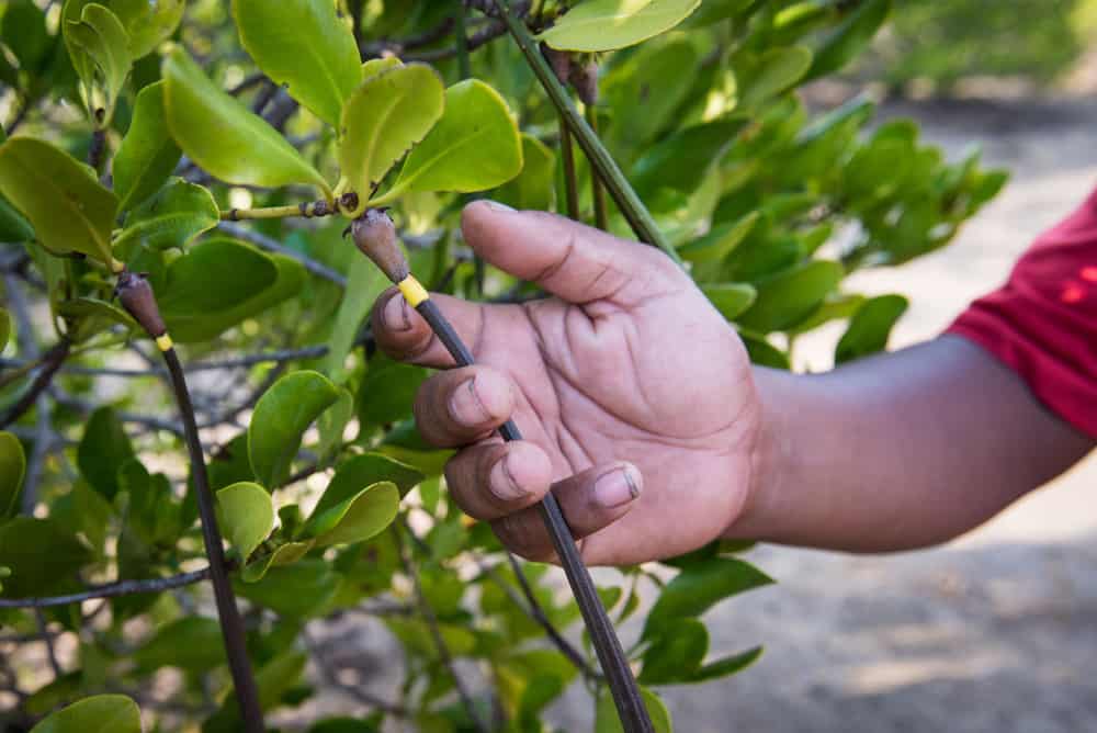 Close up of mangrove