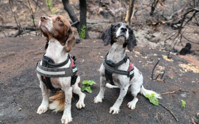 WWF-Spürhunde helfen in Australien bei der Suche nach überlebenden Koalas
