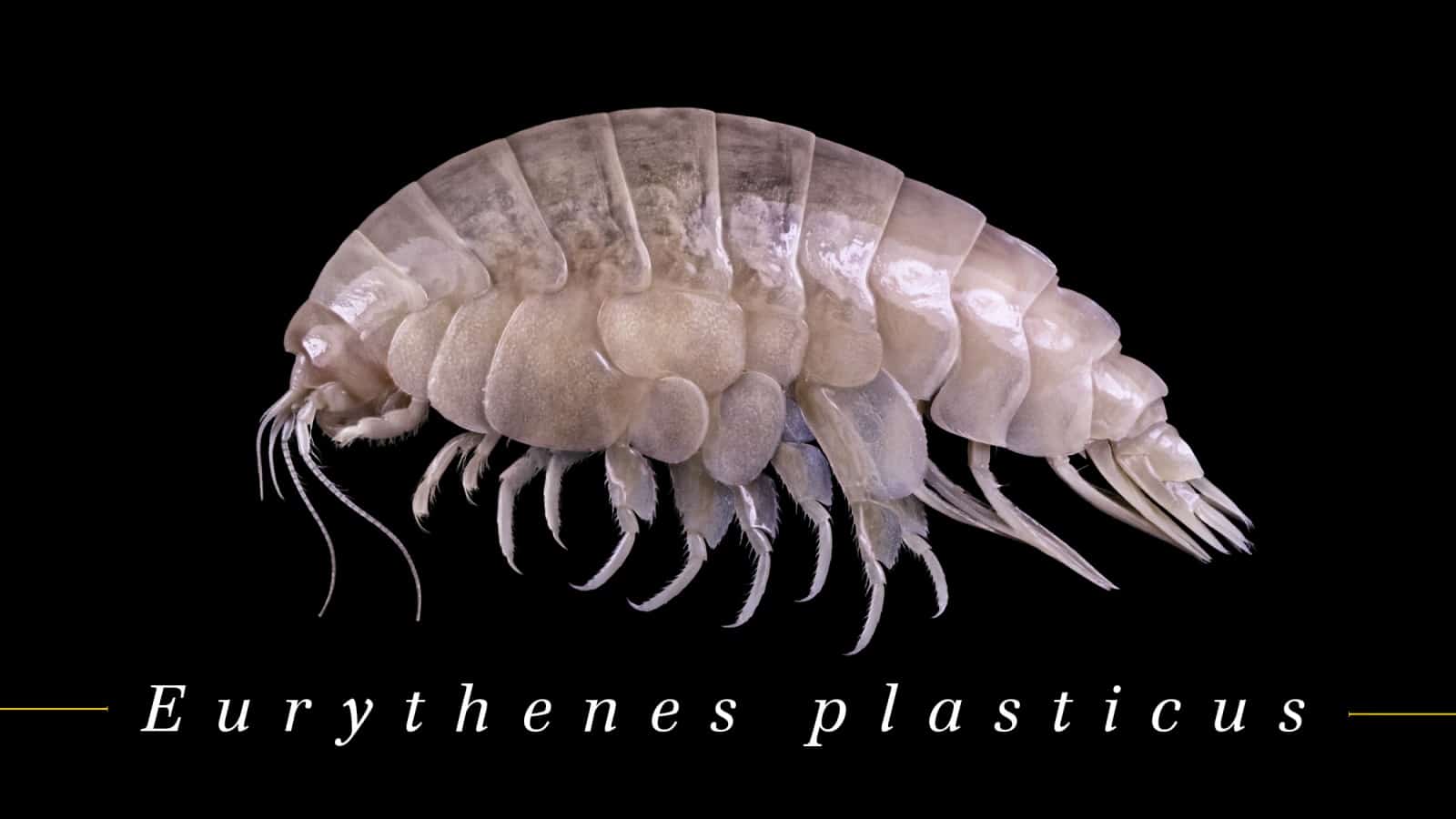Eurythenes Plasticus