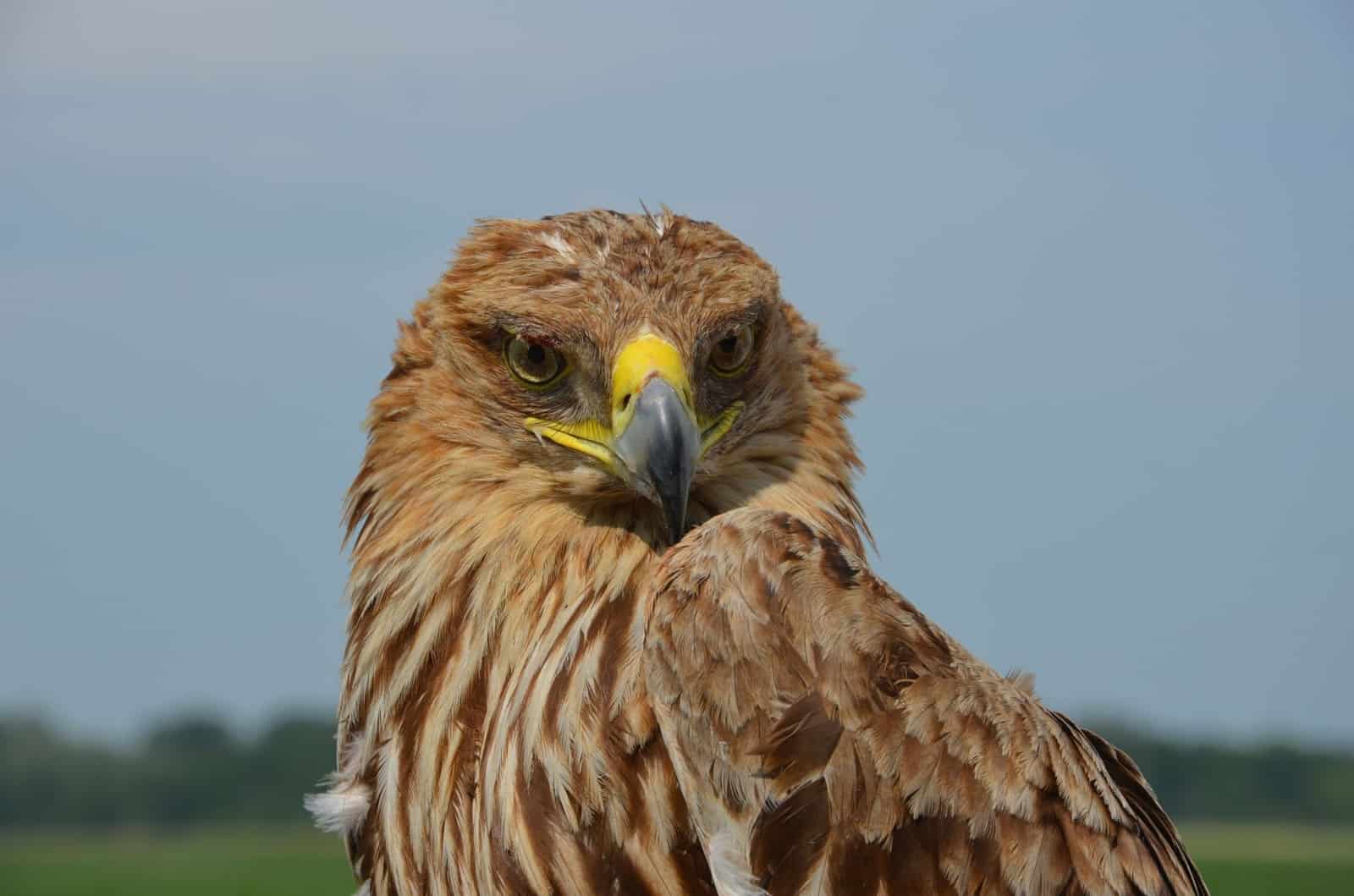 Kaiseradler Alois, getötet im März 2020. (c) Lisa Lugbauer / BirdLife