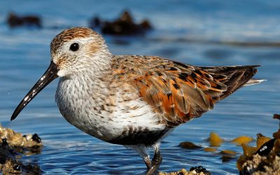 Weltzugvogeltag – WWF warnt vor Verlust wichtiger Rastplätze wegen Trockenheit