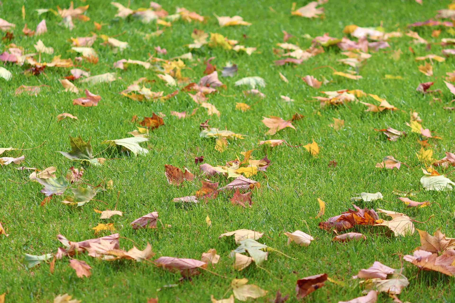 Herbstwiese(c)pixabay.com Das Meer in der Schachtel © WWF