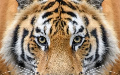 Einladung zum WWF-Forum 2024 in Wien
