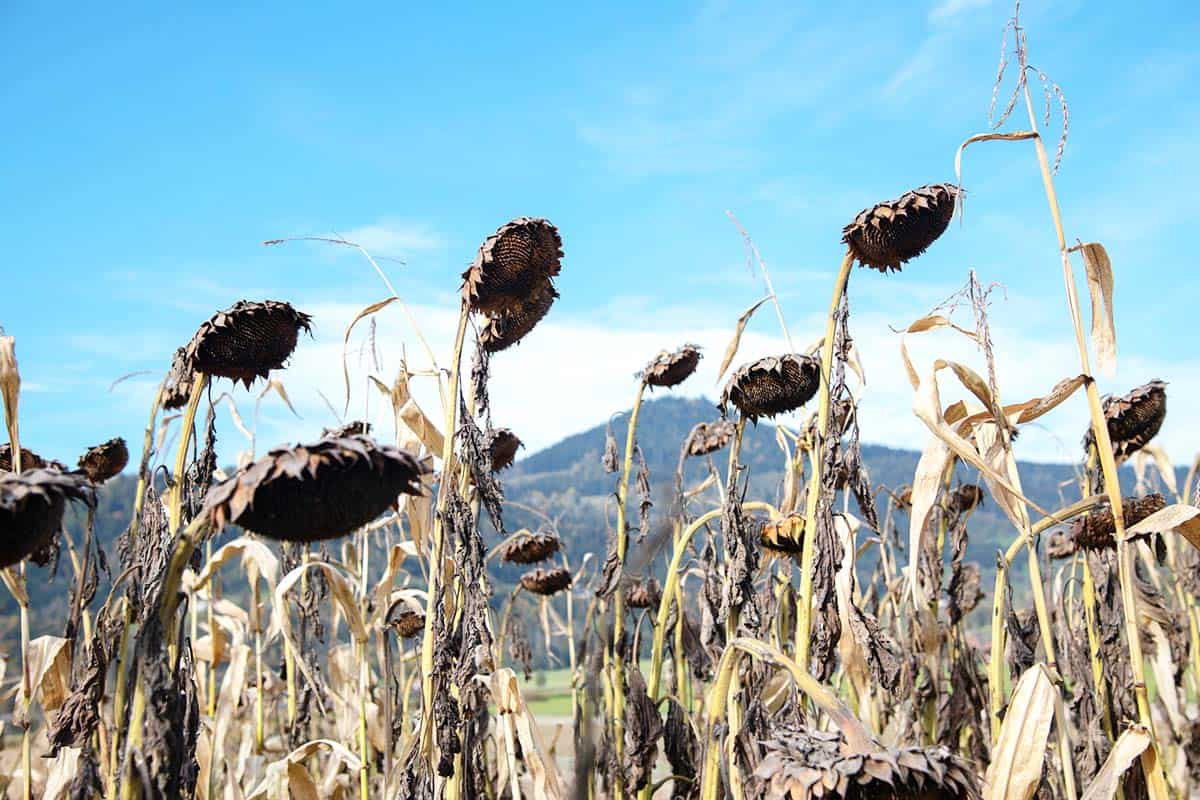 Dürre in Österreich (c) Erich - stock.adobe.com Dürre