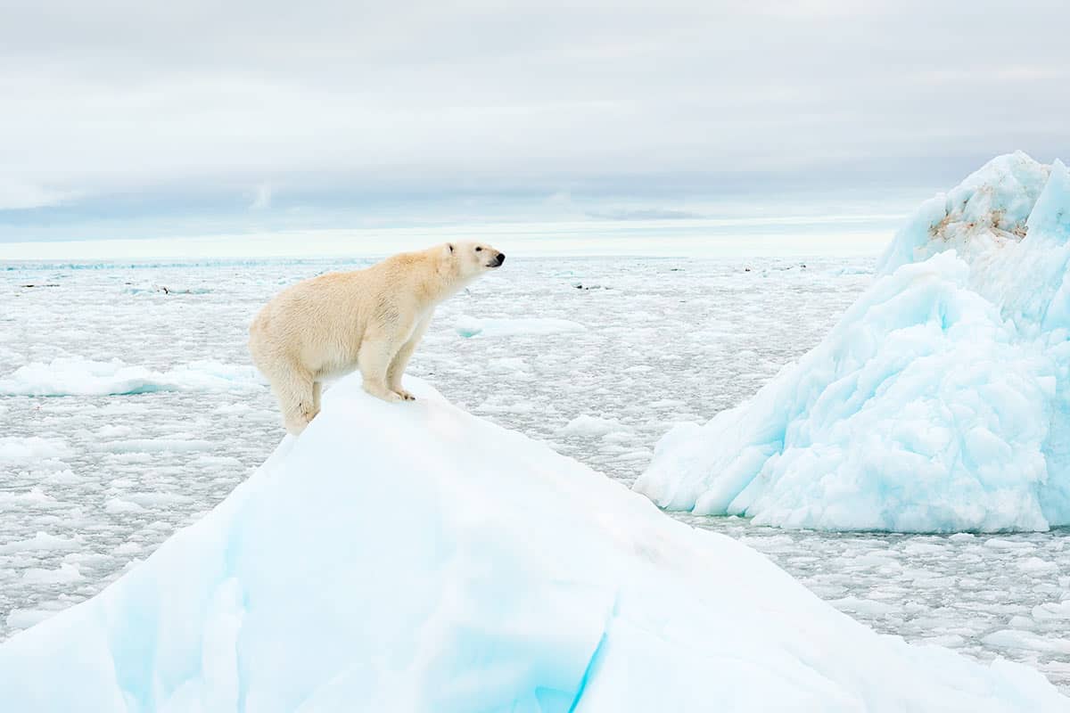 Eisbär auf Eisberg(c)Richard-Barrett/ WWF-UK Wenn es immer wärmer wird, schmilzt das Meereis in der Arktis© Richard Barrett / WWF-UK