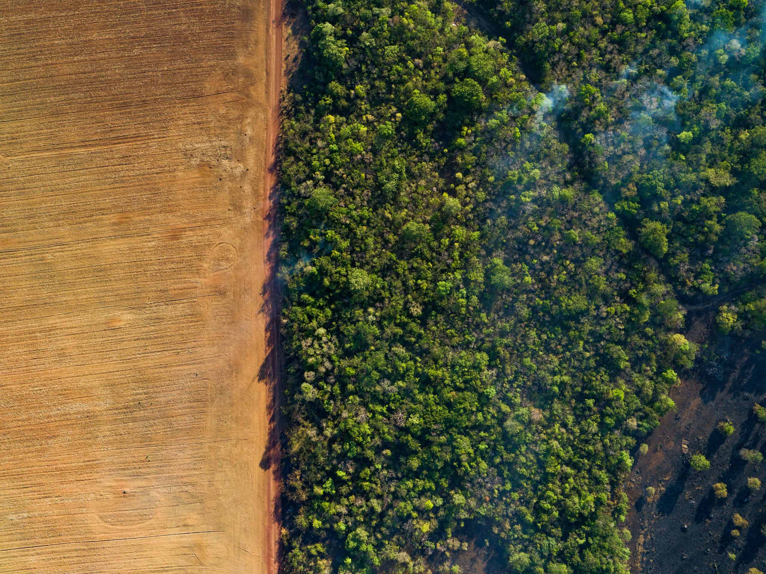 Die Zerstörung des Regenwaldes schreitet immer weiter voran (c) Day’s Edge Productions_WWF-US