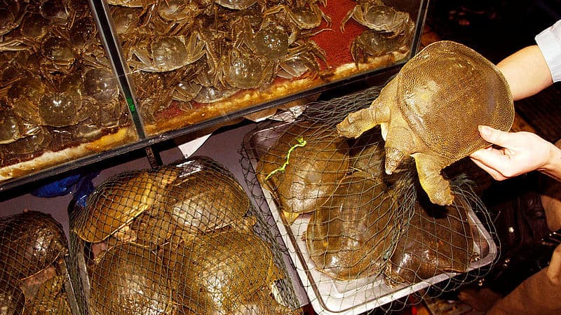 Souvenirs Flussschildkroeten China © Michel Gunther / WWF Souvenirs Flussschildkroeten China © Michel Gunther / WWF