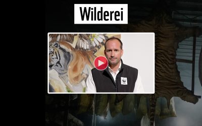 WWF-Experte Georg Scattolin im Talk über Wilderei