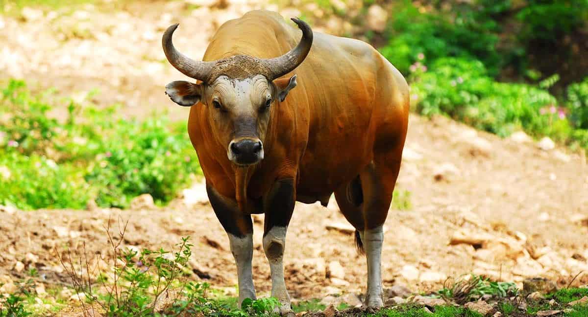 Banteng Bulle (c)AntonVorauer_WWF Banteng