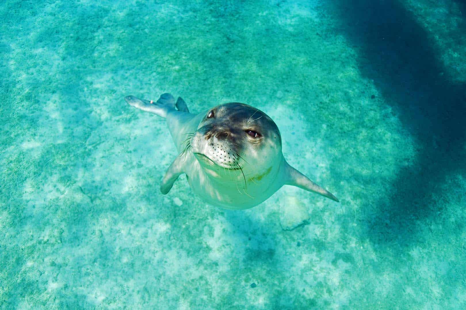 Mönchsrobbe im Mittelmeer (c)anemone – stock.adobe.com Mönchsrobbe