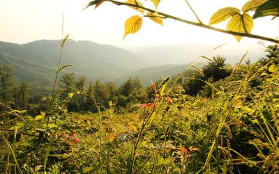 23. – 30. August 2025 – Wildnistour Poloniny Nationalpark
