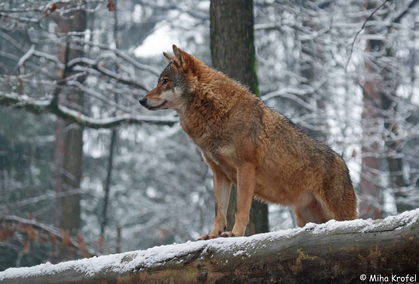 Wolf © Miha Krofel Wolf / Canis lupus © Miha Krofel