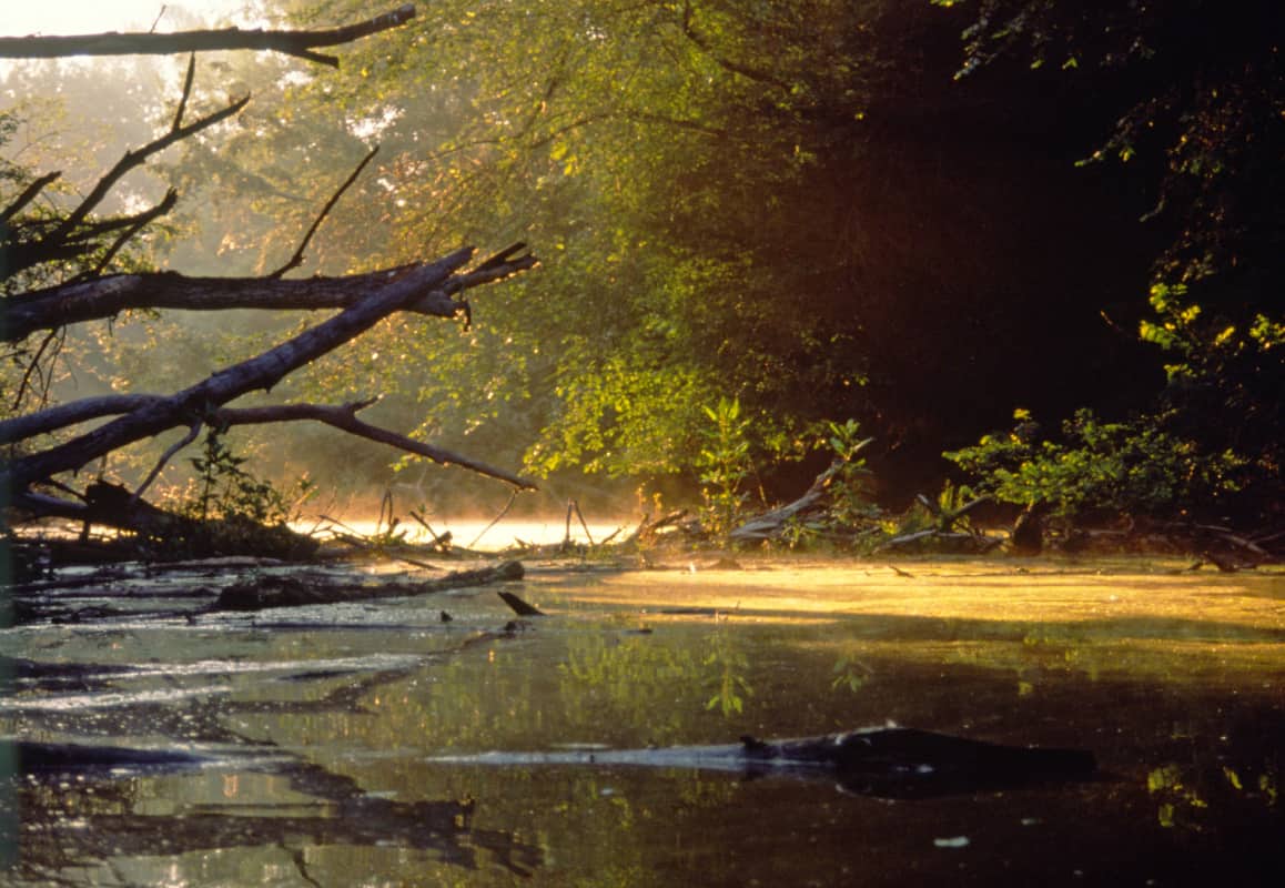 Morgenstimmung im Nationalpark Donau-Auen © H. Kretschmer/4nature Morgenstimmung im Nationalpark Donau-Auen