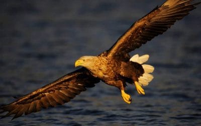 20 Jahre WWF-Seeadler-Projekt