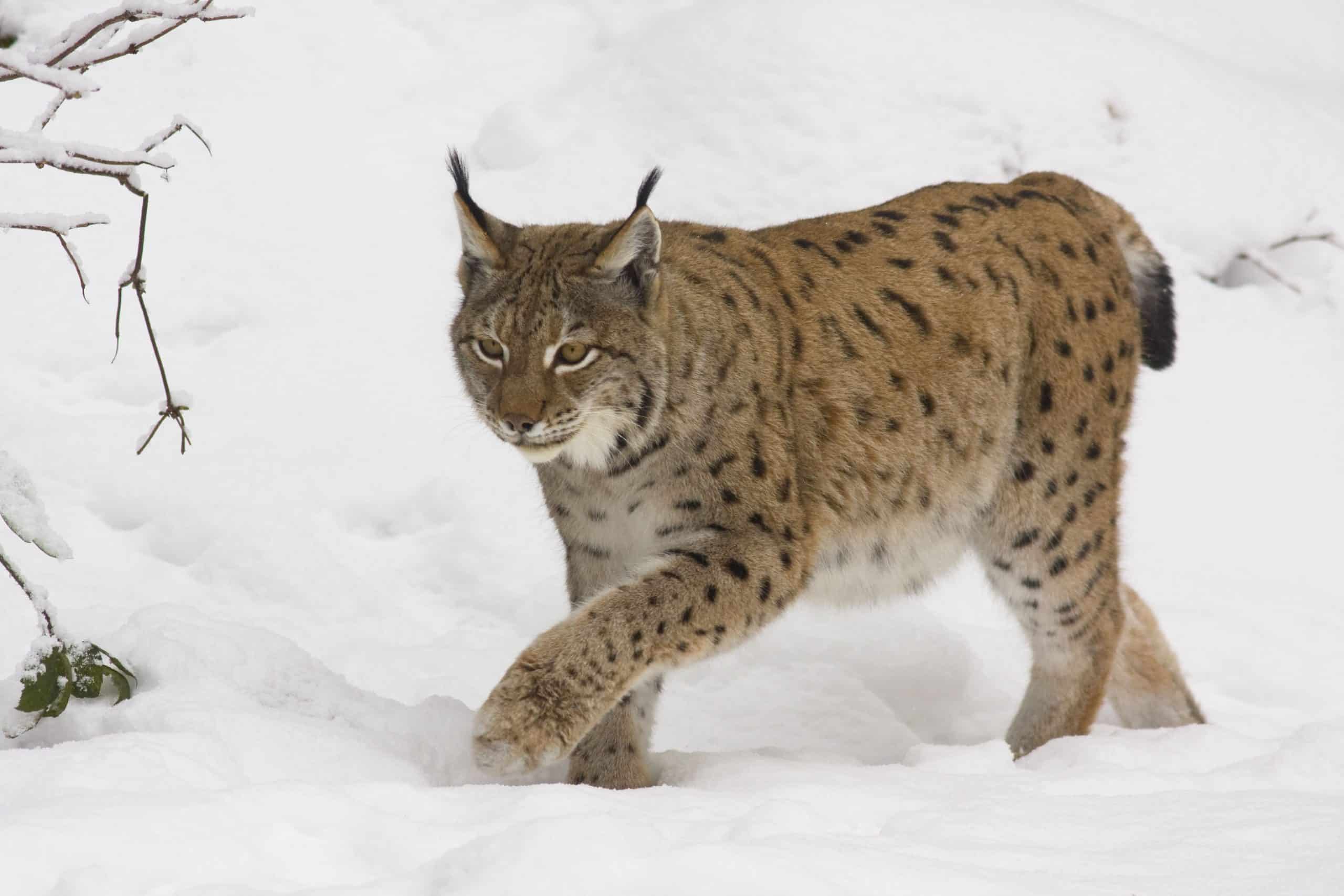 Nationalpark Bayerischer Wald Luchs im Schnee (c) Jiri Bohdal