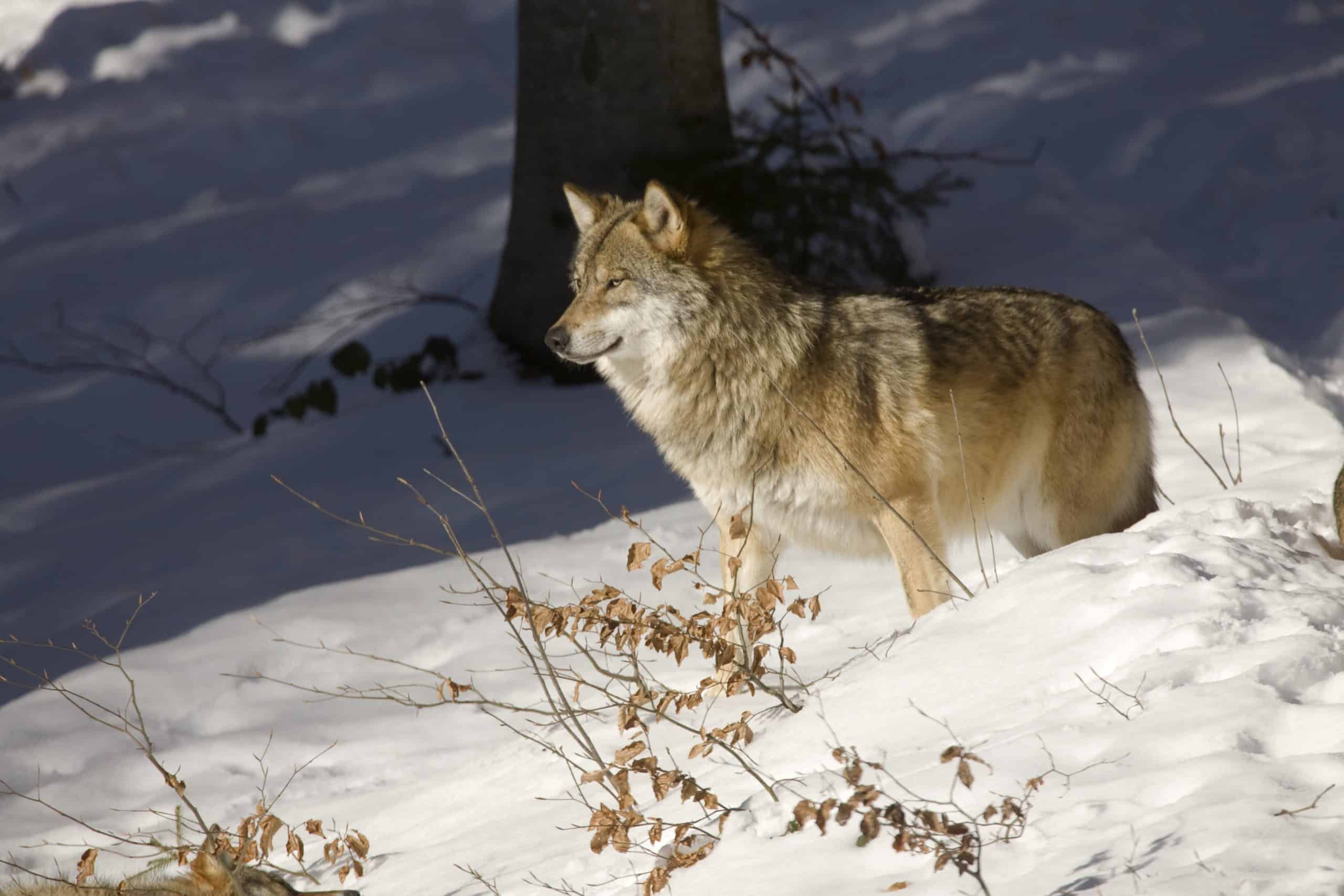 Wolf im winterlichen Wald © Jiri Bohdal Ein Wolf im winterlichen Wald