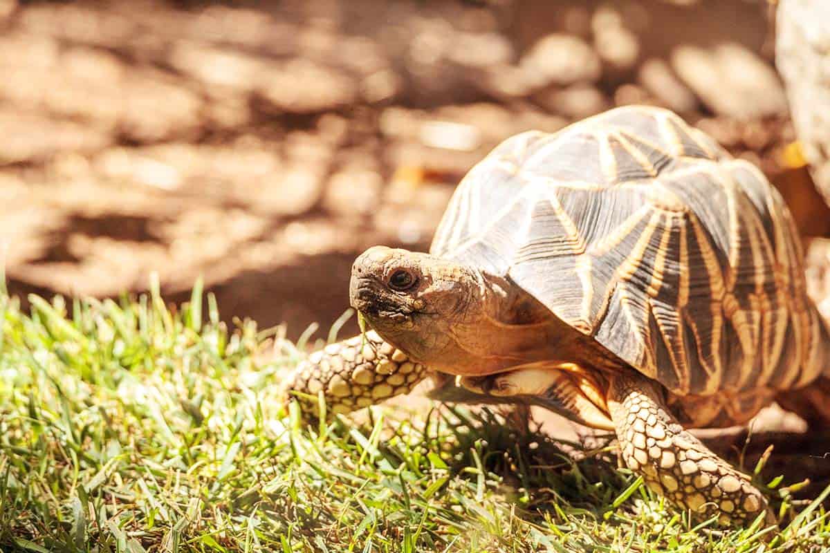 Burma Sternschildkröte (c)Lagunatic-Photo Burma Sternschildkröte