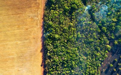 Ernährungswende: Für Klima und Natur