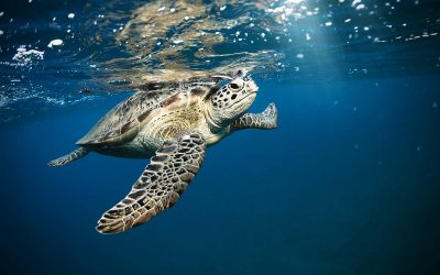 WWF-Erfolg: Erstmals Meeresschildkröten-Nester in Nord-Tunesien entdeckt