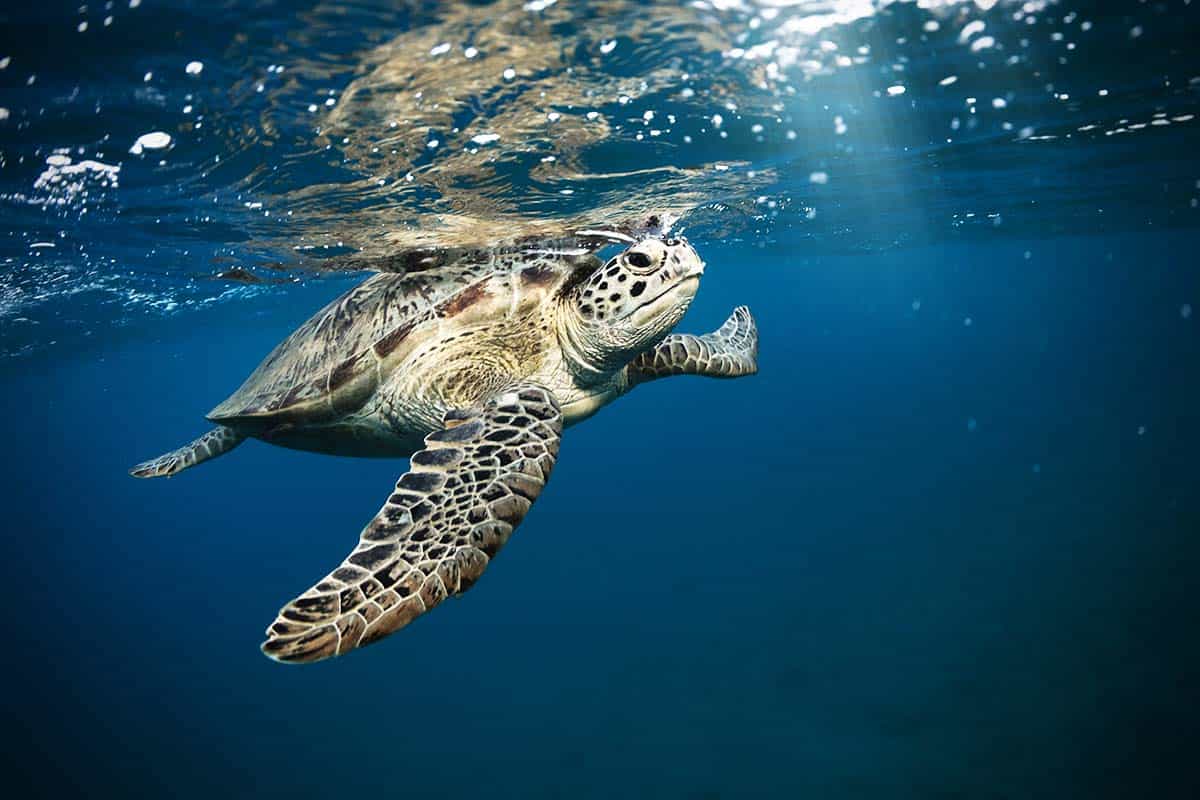 Unechte Karettschildkröte (c) Jag_cz/ stock.adobe.com Unechte Karettschildkröte