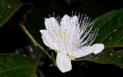 224 neue Arten in der Mekong-Region entdeckt