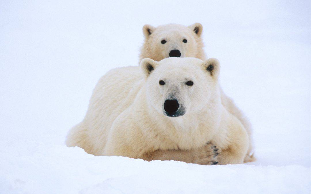 Eisbärenfamilie im Schnee