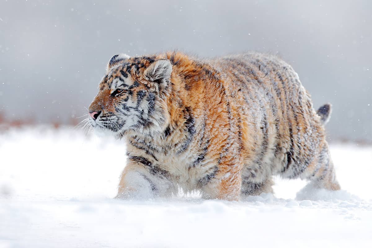 Sibirischer Tiger im Schnee. (c) Shutterstock / Ondrej Prosicky/WWF International