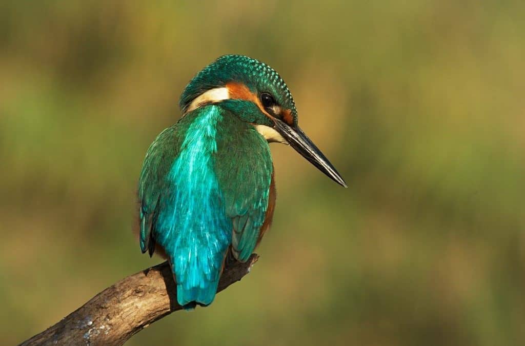 Bisher größter Uferrückbau fertiggestellt: March bekommt ein Stück Natur zurück